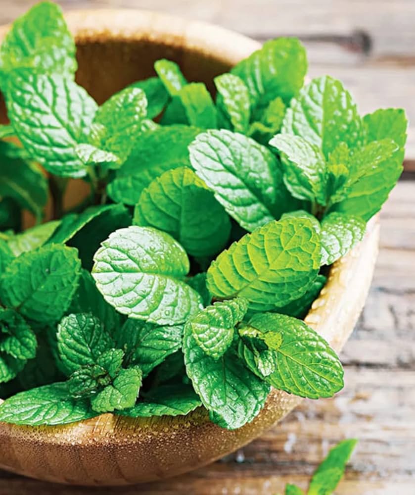 Peppermint Herb Plant - for planting in home garden